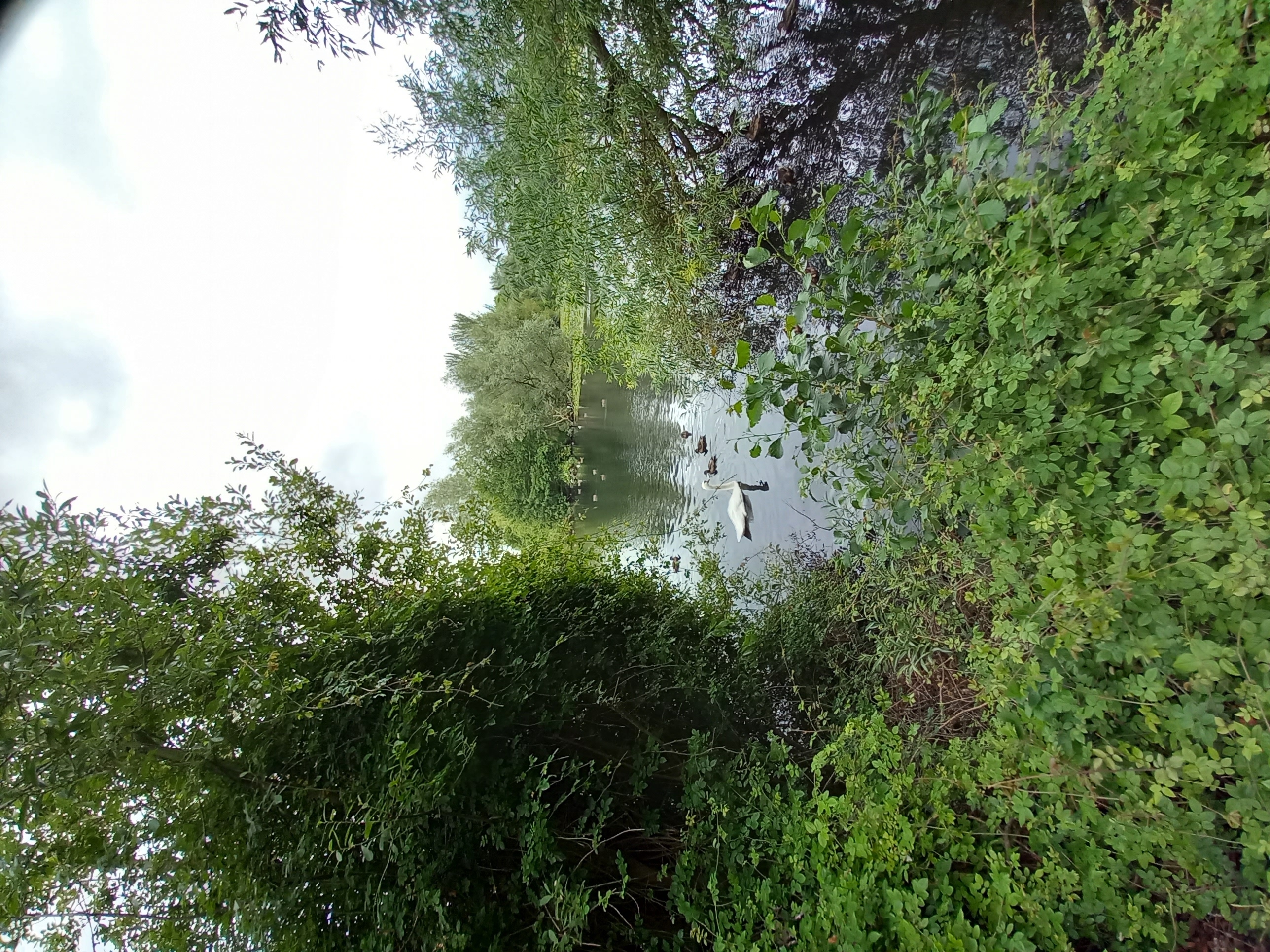 This is a photograph of a pond